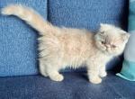 Ivory - Exotic Cat For Sale - TN&comma; US