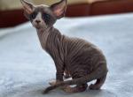 X - Devon Rex Cat For Sale - Philadelphia&comma; PA&comma; US