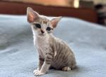Y - Devon Rex Cat For Sale - Philadelphia&comma; PA&comma; US