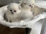 The Three Musketeers - Scottish Fold Cat For Sale - Lima&comma; OH&comma; US