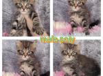 Hybrid - Maine Coon Cat For Sale - Frenchtown&comma; MI&comma; US