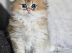 Folded 1 - Scottish Fold Cat For Sale - Helotes&comma; TX&comma; US