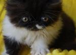 YamYam - Persian Cat For Sale - Lemont&comma; IL&comma; US