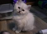 Lilybell - Ragdoll Cat For Sale - Oklahoma City&comma; OK&comma; US