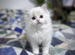 Nugget - Ragdoll Cat For Sale - Tuscaloosa&comma; AL&comma; US