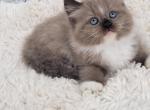 Bink male sepa - Ragamuffin Cat For Sale - Poplar Grove&comma; IL&comma; US