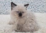 Bink Female Seal Mink - Ragamuffin Cat For Sale - Poplar Grove&comma; IL&comma; US
