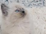 Bink blue female - Ragamuffin Cat For Sale - Poplar Grove&comma; IL&comma; US