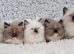 Bink kittens - Ragdoll Cat For Sale - Poplar Grove&comma; IL&comma; US