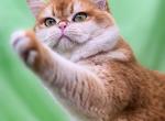 Scottish Male - Scottish Straight Cat For Sale - Watertown&comma; NY&comma; US