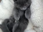 Such a sweet boy - Russian Blue Cat For Sale - Vancouver&comma; WA&comma; US