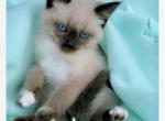 Lovely - Siamese Cat For Sale - Vancouver&comma; WA&comma; US