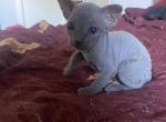 Bebe1 - Sphynx Cat For Sale - Chicago&comma; IL&comma; US
