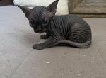 Bebe 2 - Sphynx Cat For Sale - Chicago&comma; IL&comma; US