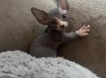 Minion 1 - Bambino Cat For Sale - Chicago&comma; IL&comma; US