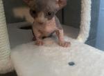 Minion 2 - Bambino Cat For Sale - Chicago&comma; IL&comma; US