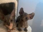 Minion 5 - Bambino Cat For Sale - Chicago&comma; IL&comma; US