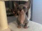 Minion 4 - Bambino Cat For Sale - Chicago&comma; IL&comma; US