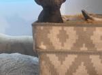Minion 3 - Sphynx Cat For Sale - Chicago&comma; IL&comma; US