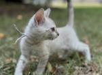 Lola the Snow Bengal - Bengal Cat For Sale - Raeford&comma; NC&comma; US