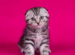 Noby - Scottish Fold Cat For Sale - Norwalk&comma; CT&comma; US