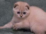 Zarina - Scottish Fold Cat For Sale - Norwalk&comma; CT&comma; US