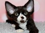 Hilary - Devon Rex Cat For Sale - Norwalk&comma; CT&comma; US