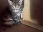 Chloes Crew - Scottish Fold Cat For Sale - Finland&comma; MN&comma; US