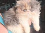Cfa dilute calico - Persian Cat For Sale - Woodburn&comma; IN&comma; US
