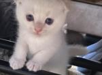 Phineas - Scottish Fold Cat For Sale - Denver&comma; CO&comma; US