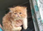 Red tabby male persian kitten - Persian Cat For Sale - Woodburn&comma; IN&comma; US