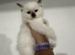Chocolate Point Male Ragdoll - Ragdoll Cat For Sale - Minerva&comma; OH&comma; US
