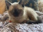 Julips April litter - Siamese Cat For Sale - Ypsilanti&comma; MI&comma; US