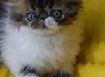 Yogurt - Persian Cat For Sale - Lemont&comma; IL&comma; US