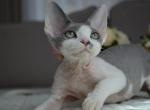 Ollie - Devon Rex Cat For Sale - Brooklyn&comma; NY&comma; US