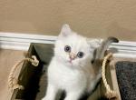 Blue eyed BSH male kitten - British Shorthair Cat For Sale - Thornton&comma; CO&comma; US