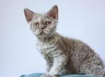 Kaiser - Selkirk Rex Cat For Sale - Hollywood&comma; FL&comma; US