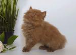 Nikoletta - Scottish Straight Cat For Sale - Pembroke Pines&comma; FL&comma; US