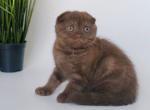 Korall - Scottish Fold Cat For Sale - Pembroke Pines&comma; FL&comma; US