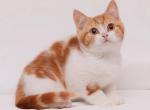 Amber - British Shorthair Cat For Sale - Pembroke Pines&comma; FL&comma; US