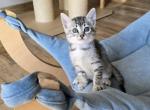 Xara - Egyptian Mau Cat For Sale - Pembroke Pines&comma; FL&comma; US