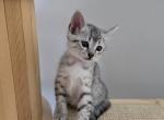 Xaco - Egyptian Mau Cat For Sale - Pembroke Pines&comma; FL&comma; US
