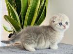 Glory - Munchkin Cat For Sale - Pembroke Pines&comma; FL&comma; US
