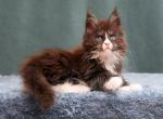 Xmax Polydactyl - Maine Coon Cat For Sale - Miami&comma; FL&comma; US