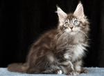 Vlad - Maine Coon Cat For Sale - Miami&comma; FL&comma; US