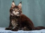 Nikita Polydactyl - Maine Coon Cat For Sale - Hollywood&comma; FL&comma; US