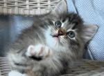 Otrada - Siberian Cat For Sale - Pembroke Pines&comma; FL&comma; US