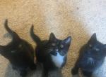 4 kittens need homes - Domestic Cat For Adoption - Hicksville&comma; NY&comma; US