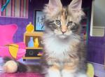 Calico Polydactyl - Maine Coon Cat For Sale - Johns Creek&comma; GA&comma; US