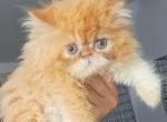 CFA red tabby girl persian kitten - Persian Cat For Sale - Woodburn&comma; IN&comma; US